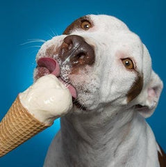 美國Pooch Creamery狗狗雪糕 - 雲呢拿 - PetMo