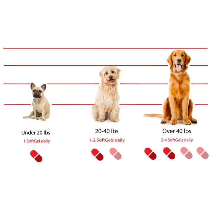 Antinol天然青口精華關節膠囊 - 犬用