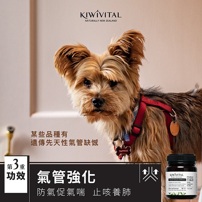 Kiwivital橄欖葉草療粉 - PetMo