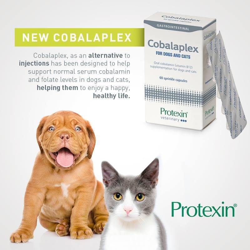 Protexin Cobalaplex維生素B12 - PetMo